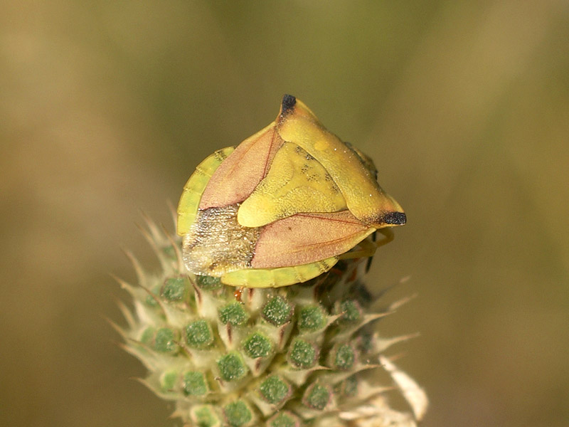 Pentatomidae: Carpocoris mediterraneus della Toscana (LI)